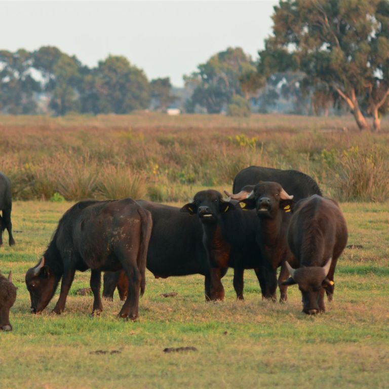 Büffelherde auf Weide