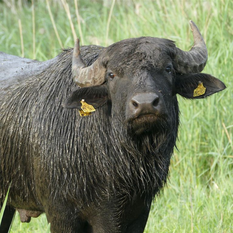 Büffel auf Weide